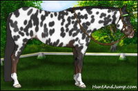 Horse Color:Liver Chestnut Appaloosa
