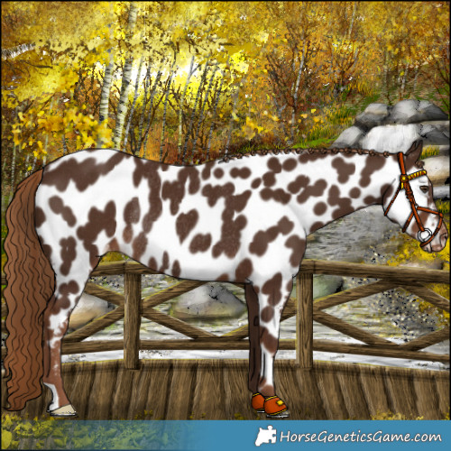 Horse Color:Liver Chestnut Appaloosa Rabicano 