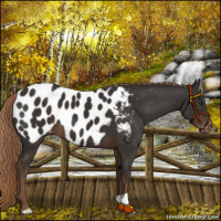 Horse Color:Liver Chestnut Appaloosa 