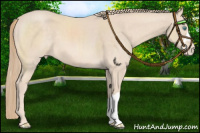 Horse Color:Perlino Appaloosa