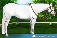 Horse Color:Perlino Appaloosa