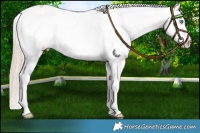Horse Color:Perlino Appaloosa 