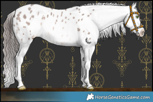 Horse Color:Platinum White Spotted Sable Champagne Splash Appaloosa 