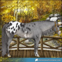 Horse Color:Platinum Smoky Black Sabino Splash Appaloosa Rabicano
