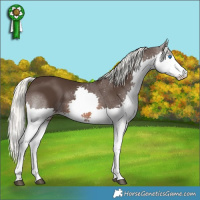 Horse Color:Liver Chestnut Mushroom Splash 
