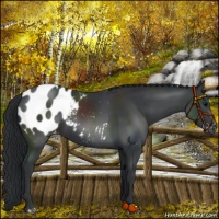 Horse Color:Black Appaloosa