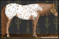 Horse Color:Chestnut Appaloosa 