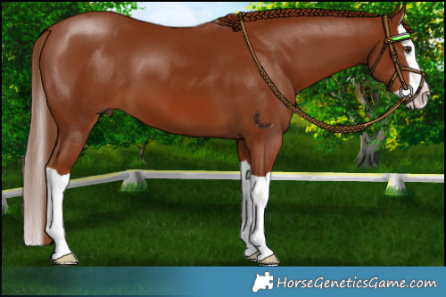 Horse Color:Chestnut Splash 