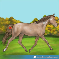 Horse Color:Black Pearl Rabicano