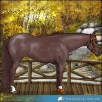 Horse Color:Chocolate Black