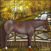 Horse Color:Chocolate Black 