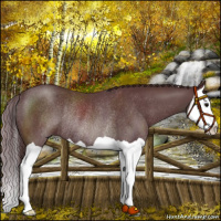 Horse Color:Chocolate Black Splash Rabicano 