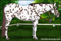 Horse Color:Chocolate Black Appaloosa