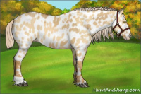 Horse Color:Palomino Dun Near Leopard  and Palomino Dun Near Leopard 
