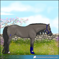 Horse Color:Grullo 