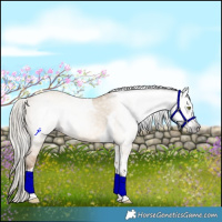 Horse Color:Gray Silver Amber Champagne Dun Tobiano 