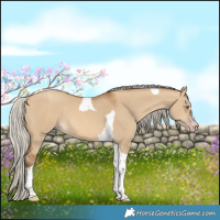 Horse Color:Gray Silver Amber Champagne Dun Tobiano 