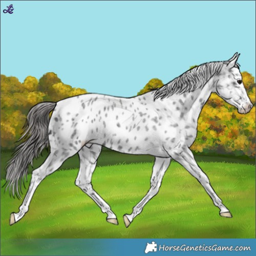 Horse Color:Blue Roan Appaloosa
