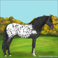 Horse Color:Blue Roan Appaloosa