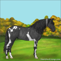 Horse Color:Blue Roan Tobiano Rabicano