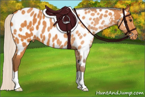 Horse Color:Silver Buckskin Roan Appaloosa