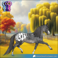 Horse Color:Black Appaloosa 
