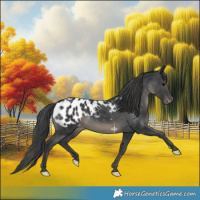 Horse Color:Black Appaloosa 