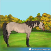 Horse Color:Brown Dun 