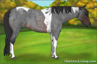 Horse Color:Brown Roan Tobiano 