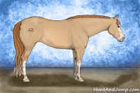 Horse Color:Red Dun  and Red Dun Splash 