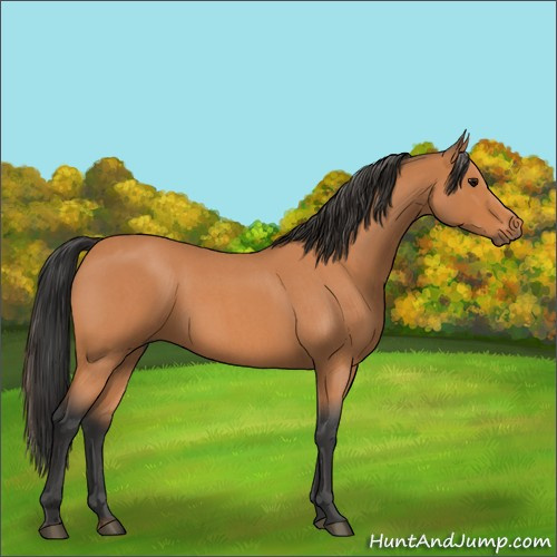 Horse Color:Bay Roan