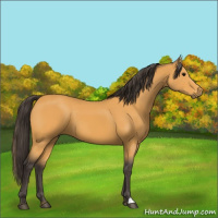 Horse Color:Buckskin 