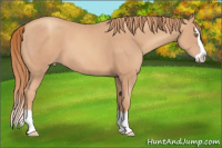 Horse Color:Gold Champagne Splash