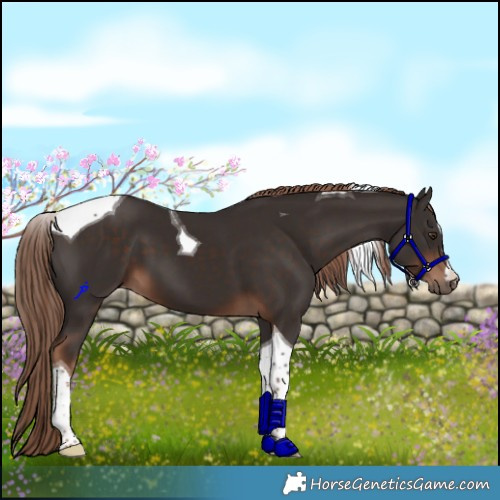 Horse Color:Liver Chestnut Tobiano 