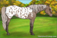 Horse Color:Silver Brown Roan Dun Appaloosa 