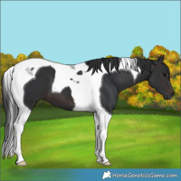Horse Color:Brown Tobiano 