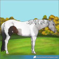 Horse Color:Brown Tobiano 