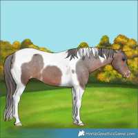 Horse Color:Brown Tobiano Varnish 