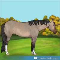 Horse Color:Bay Dun