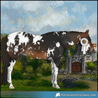 Horse Color:Gray White Spotted Buckskin Tobiano Appaloosa