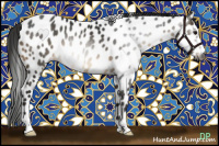 Horse Color:Gray Buckskin Sabino Leopard