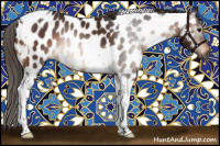 Horse Color:Gray Bay Tobiano Near Leopard 