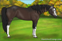 Horse Color:Gray White Spotted Brown 