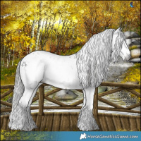 Horse Color:Gray White Spotted Liver Chestnut Sabino Appaloosa 