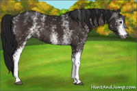 Horse Color:Gray White Spotted Bay 