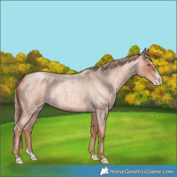 Horse Color:Gold Champagne Roan Splash 