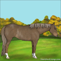 Horse Color:Chocolate Palomino Rabicano 