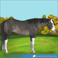 Horse Color:Brown Dun Splash 