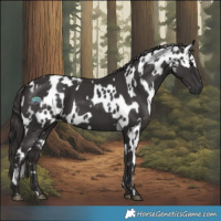 Horse Color:Smoky Black Appaloosa and Smoky Black