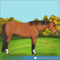 Horse Color:Bay  and Bay 